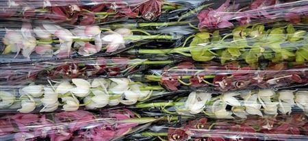 <h4>CYMB MI GEM</h4>