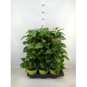 Epipremnum pinn.   ...moss stick