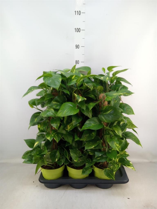 <h4>Epipremnum pinn.   ...moss stick</h4>