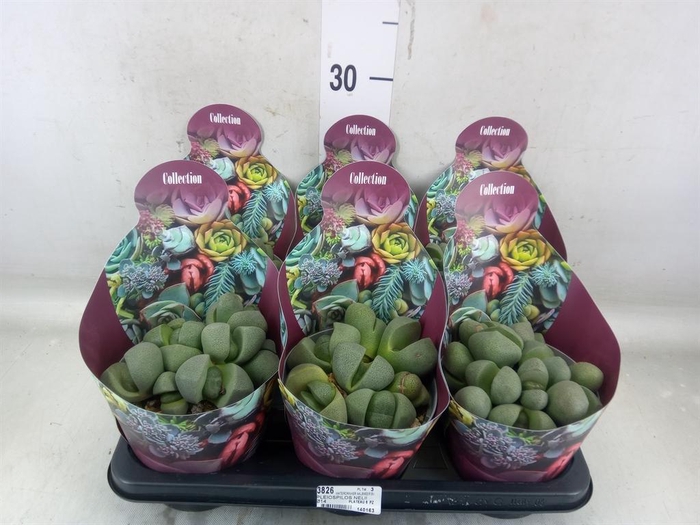 <h4>Cactus   ...</h4>