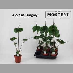 ALOC MACROR STINGRAY