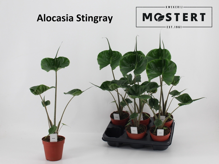 <h4>ALOC MACROR STINGRAY</h4>