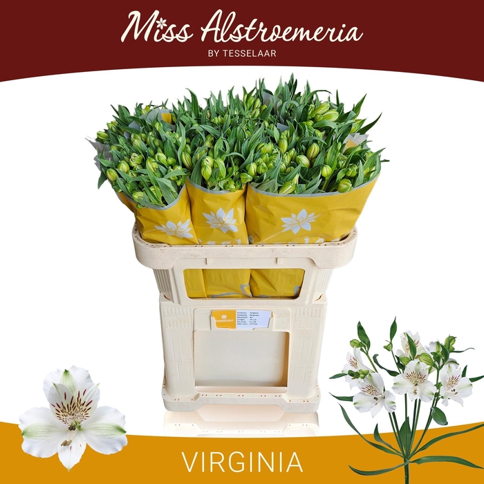<h4>ALSTR VIRGINIA</h4>