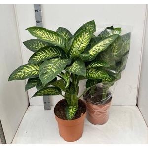 DIEFF SE TROPIC SNOW
