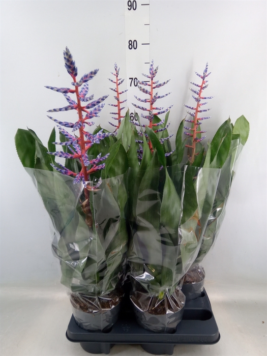 <h4>Aechmea  'Blue Rain'</h4>