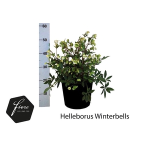 HELL WINTERBELLS