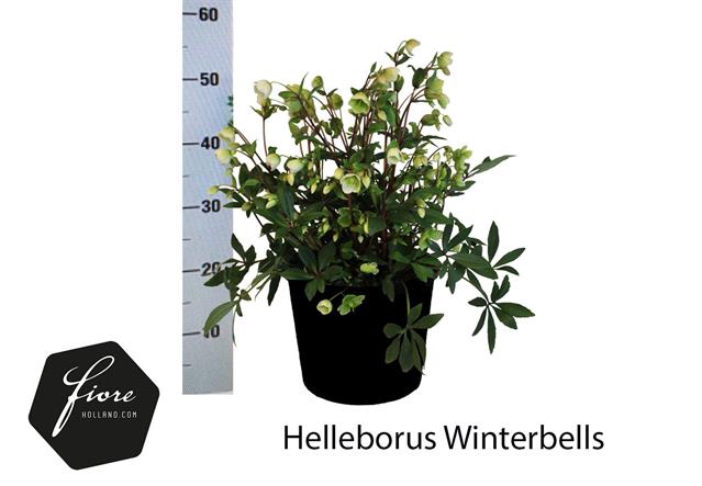 HELL WINTERBELLS