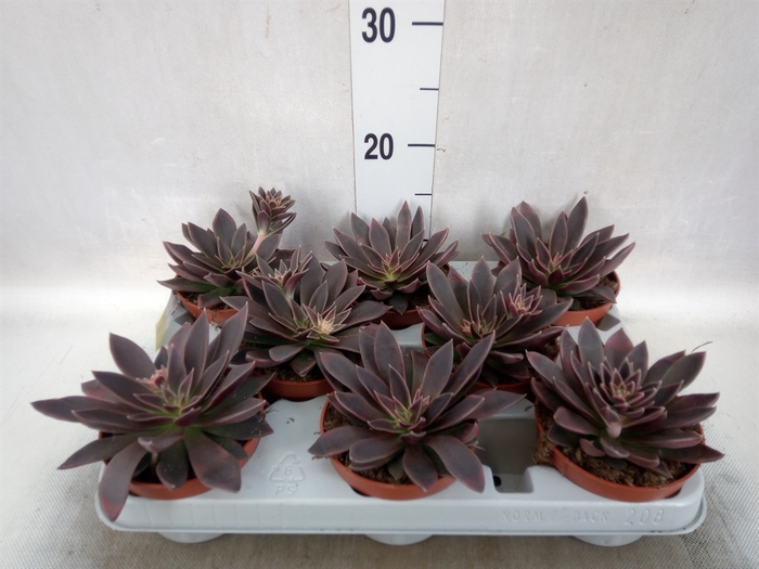 <h4>Echeveria   ...</h4>