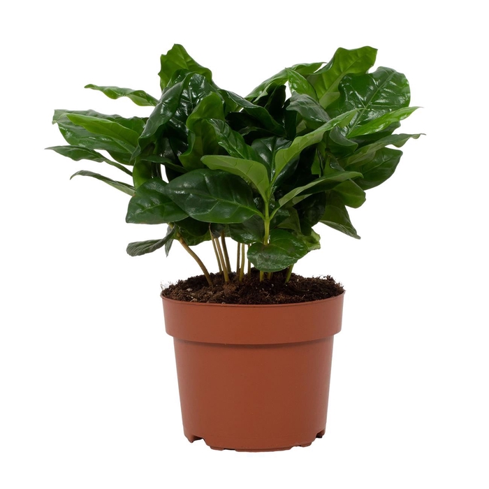<h4>Coffea arabica</h4>