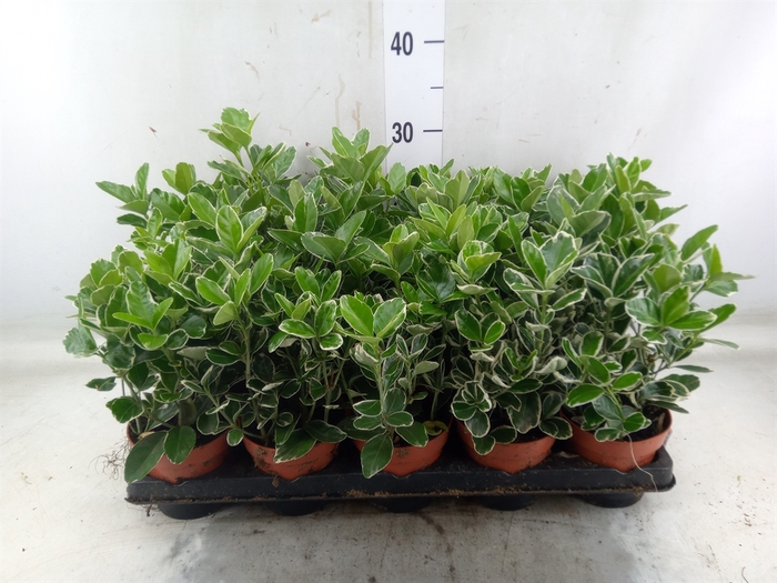 <h4>Euonymus fortunei 'Silver Queen'</h4>