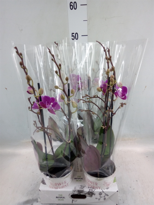 <h4>Phalaenopsis   ...lilac</h4>