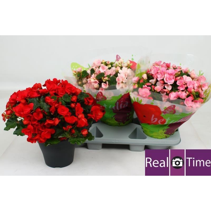 <h4>BEG EN BETULIA GEM</h4>