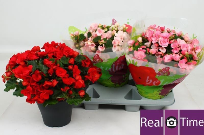 <h4>BEG EN BETULIA GEM</h4>