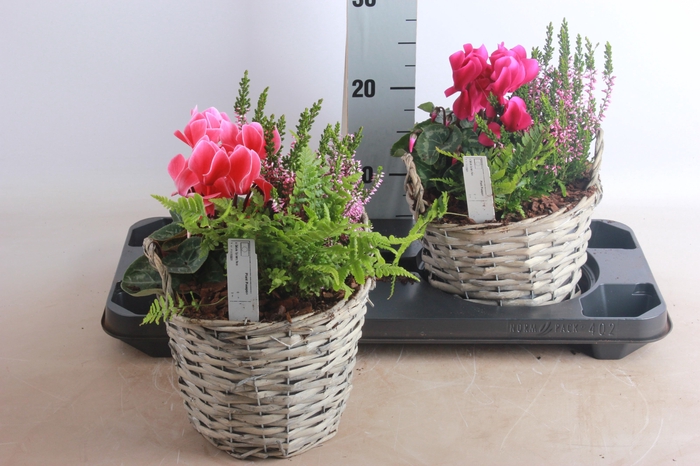 <h4>ARR CYCLAAM</h4>