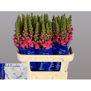 ANTIRRHINUM MAJUS 'ANTIBES ROSE'