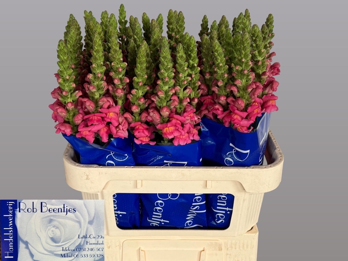 <h4>ANTIRRHINUM MAJUS 'ANTIBES ROSE'</h4>