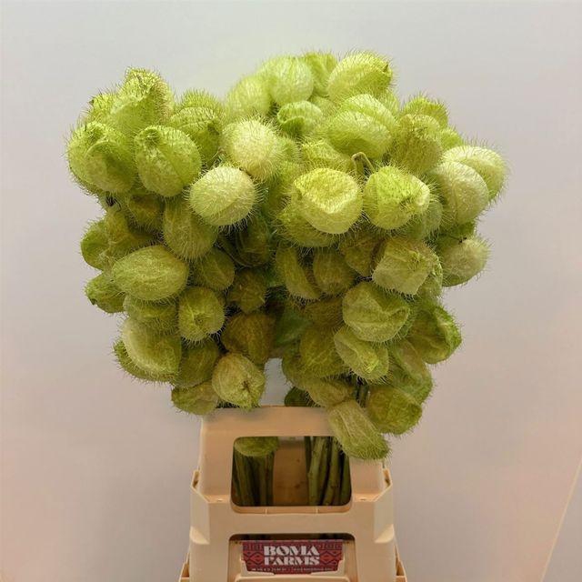 <h4>Gomphocarpus fruticosus 'Moby Dick'</h4>