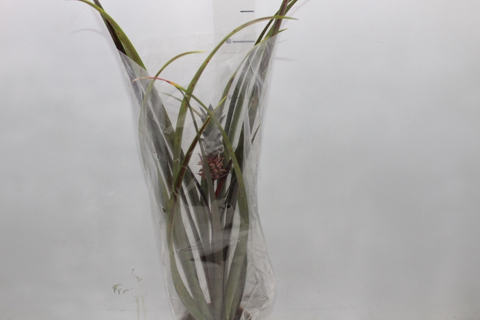 <h4>ANANAS LUCIDUS P15</h4>