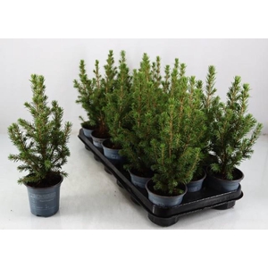 PICEA GLAUCA CONICA P9