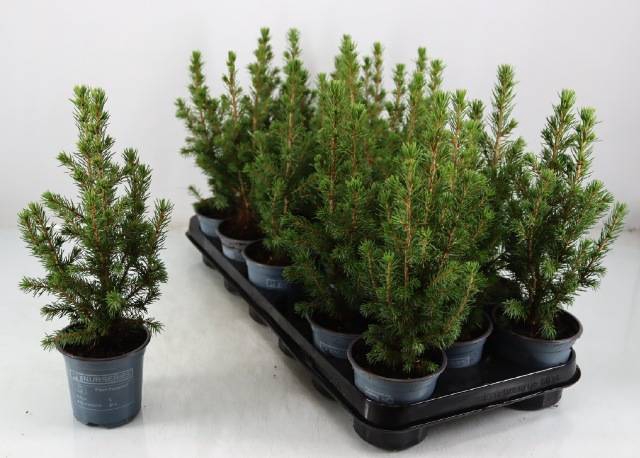 PICEA GLAUCA CONICA P9