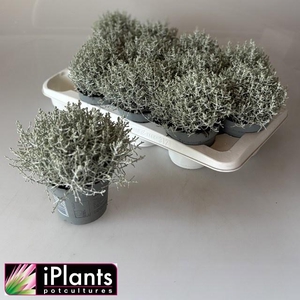 LEUCOPH BROWNII EXTRA P12