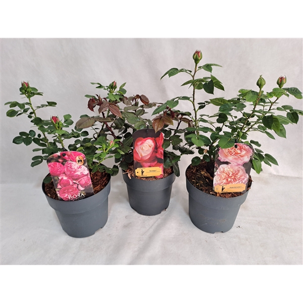 <h4>Roos struik grootbloemig P19 MIX licentie</h4>
