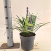 Liriope muscari Ingwersen