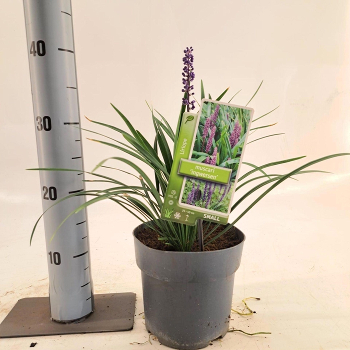 Liriope muscari Ingwersen