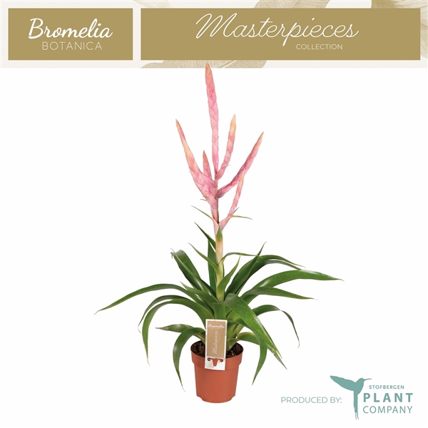 <h4>Tillandsia 'Dolce'</h4>