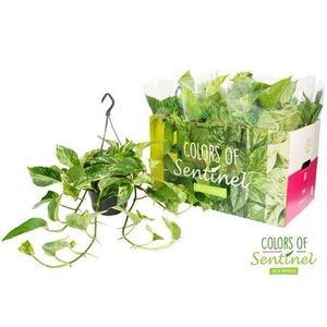 epipremnum marble queen hang