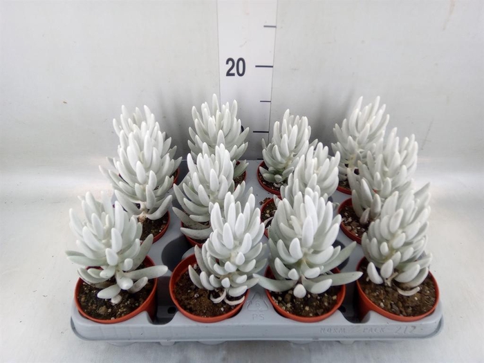 <h4>Senecio   ...</h4>