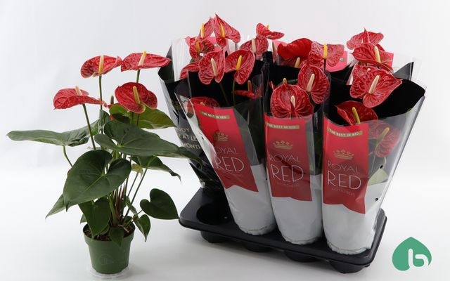 <h4>ANTHURIUM MADURAL P14 5+</h4>