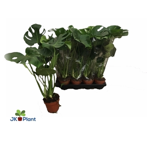 Monstera deliciosa 14Ø 50cm