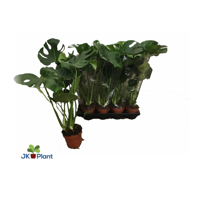<h4>Monstera deliciosa 14Ø 45cm 2pp</h4>