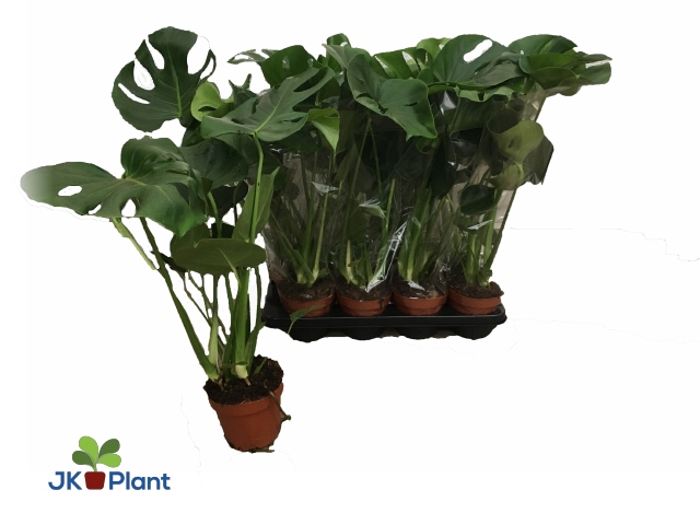 Monstera deliciosa 14Ø 50cm