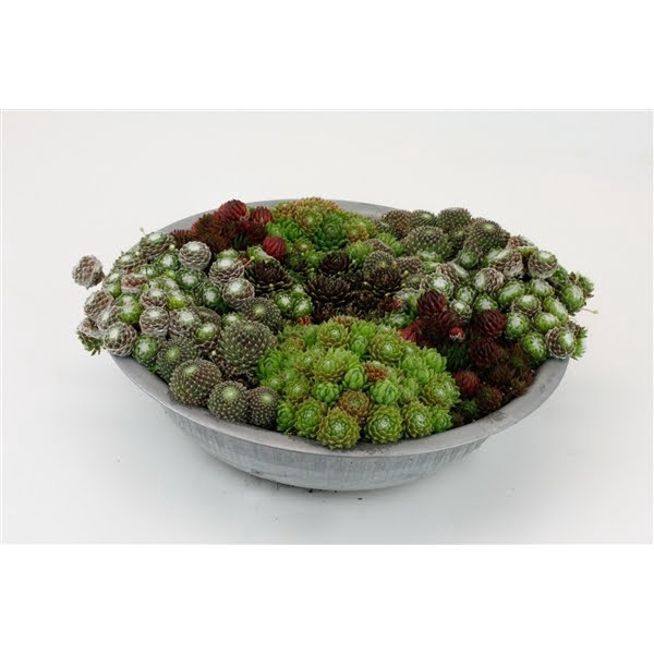 <h4>Sempervivum mix in zinken schaal</h4>