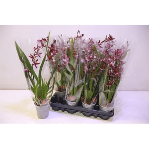 arr8 Bur Barrocco Red