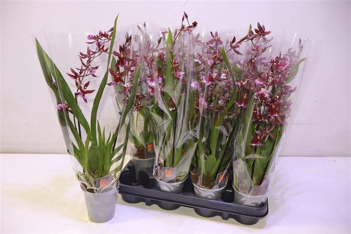 <h4>arr8 Bur Barrocco Red</h4>