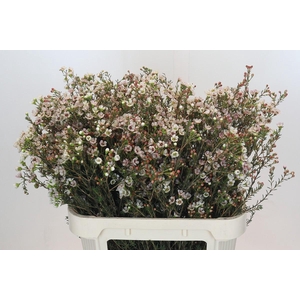 Chamelaucium Tal White