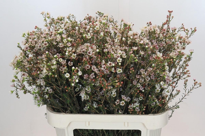 <h4>Chamelaucium Tal White</h4>