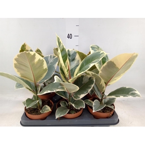 Ficus elastica 'Tineke'