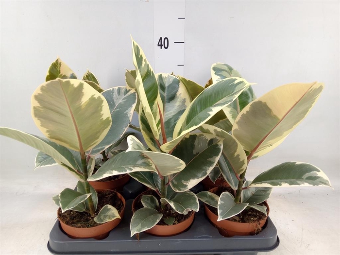 <h4>Ficus elastica 'Tineke'</h4>