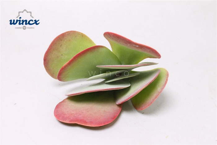 <h4>Kalanchoe Thyrsiflora Cutflower Wincx-12cm</h4>