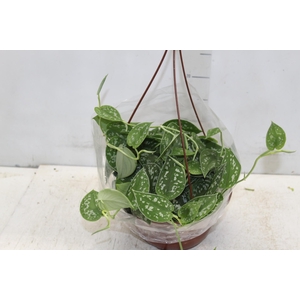 SCINDAPSUS ARGYRAEUS C21 PENDENTE