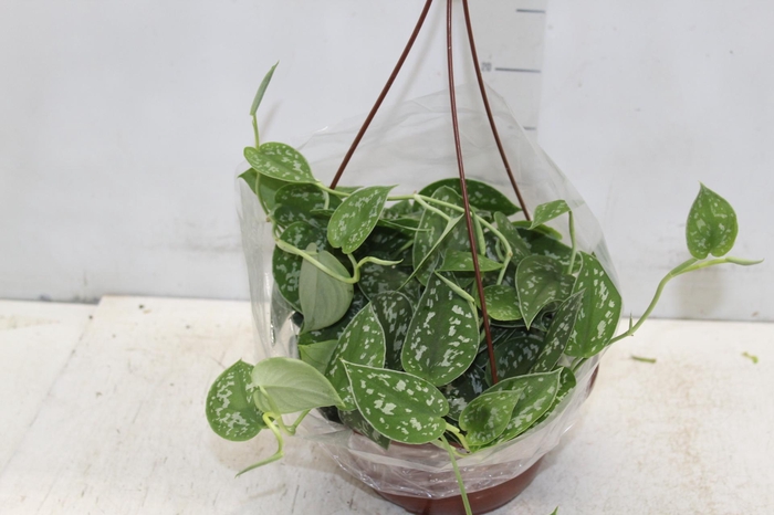 <h4>SCINDAPSUS ARGYRAEUS C21 PENDENTE</h4>