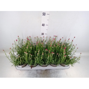 Rhodanthemum hosm. 'African Rose'