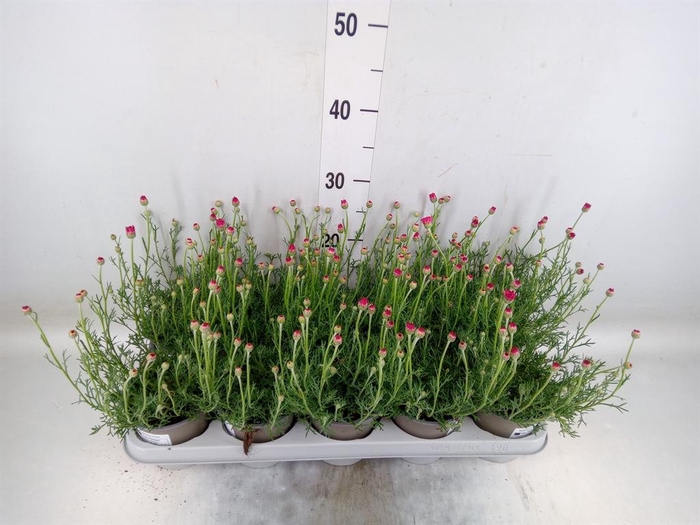 <h4>Rhodanthemum hosm. 'African Rose'</h4>