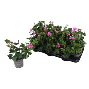 Pelargonium Peltatum Balcon Lila