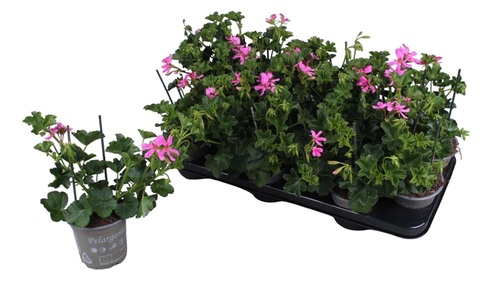 <h4>Pelargonium Peltatum Balcon Lila</h4>
