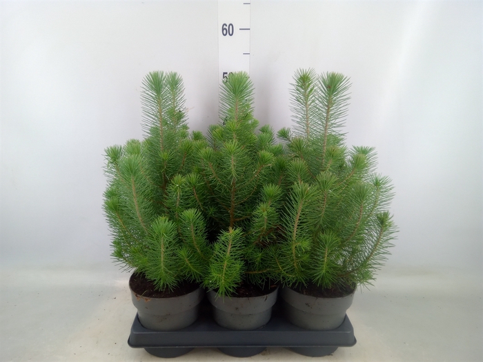 <h4>Pinus pinea 'Silver Crest'</h4>